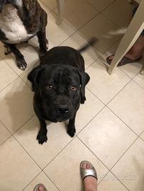 Cane corso maschio