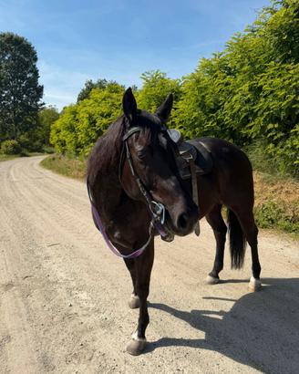 Doppio pony 145 garrese