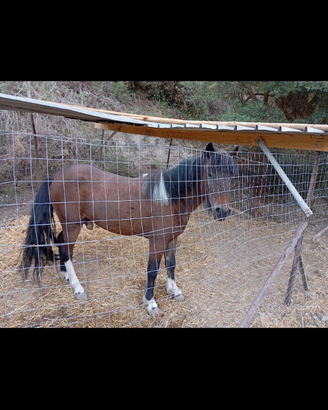 Super pony