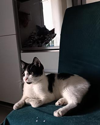 Regalasi gatto