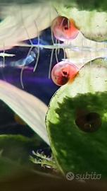 Lumachina acquario planobarius