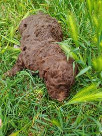 Lagotto romagnolo
