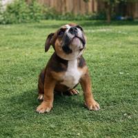 American bully