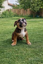 American bully