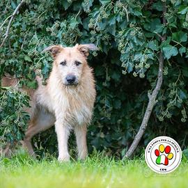 SIRIO sono un bravo cagnolone