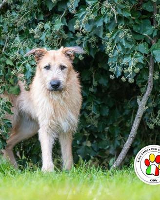 SIRIO sono un bravo cagnolone