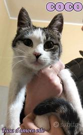 COCO, tenerissima gatta in adozione!