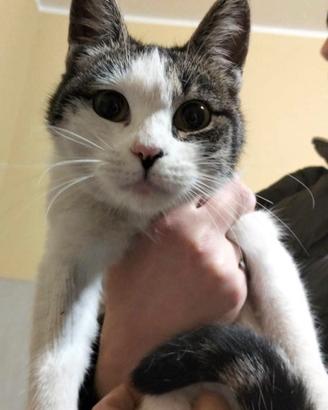 COCO, tenerissima gatta in adozione!