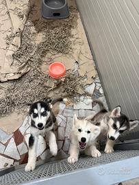 Husky