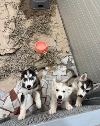Husky