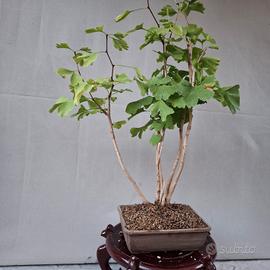 bonsai ginko 