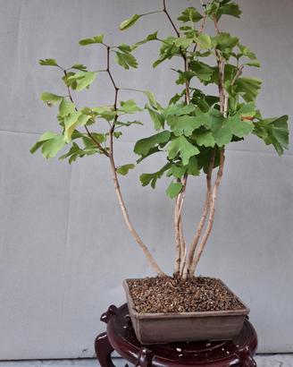bonsai ginko 