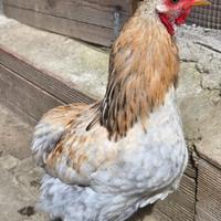 Riproduttori razza Araucana