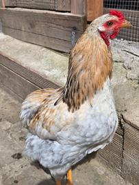 Riproduttori razza Araucana