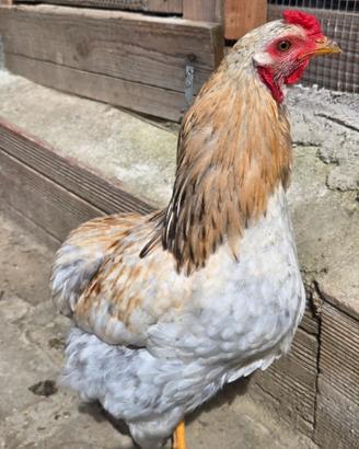 Riproduttori razza Araucana