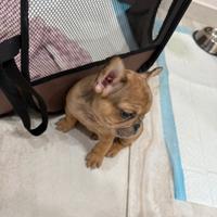 Bulldog francese