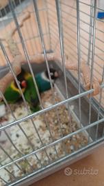 inseparabili 