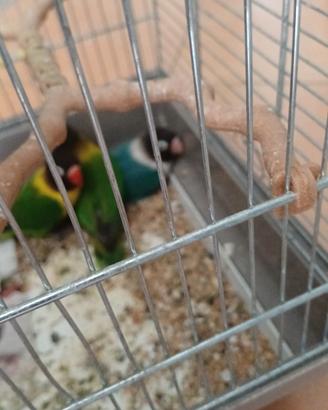inseparabili 