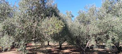 Terreno agricolo con uliveto