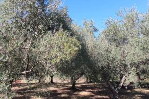 Terreno agricolo con uliveto