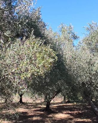 Terreno agricolo con uliveto
