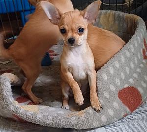 Cucciolo Chihuahua