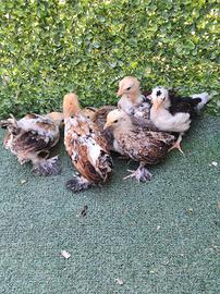 pulcini gallina 
