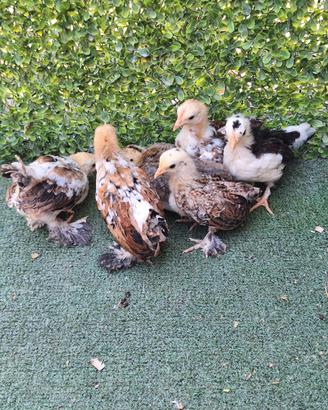 pulcini gallina 