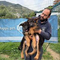 Cuccioli di pastore tedesco