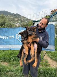 Cuccioli di pastore tedesco