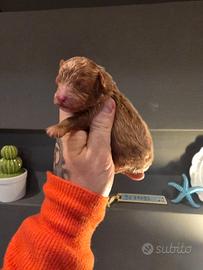 Maschio barboncino minitoy red