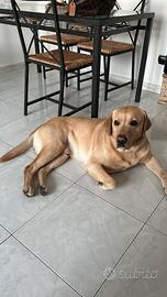 Labrador maschio disponibile per accoppiamento