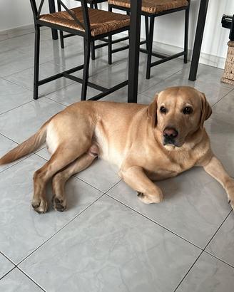 Labrador maschio disponibile per accoppiamento