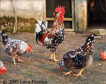Gallo millefiori