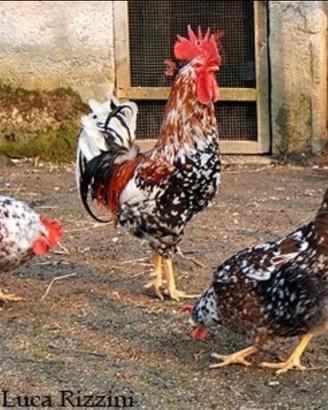 Gallo millefiori