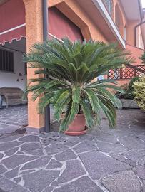 pianta Cycas
