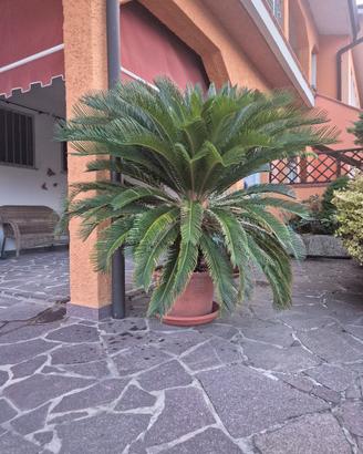 pianta Cycas