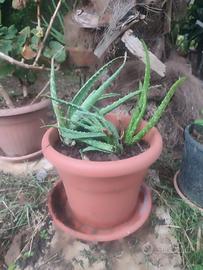 piante varie