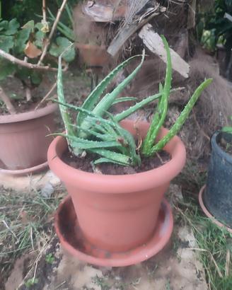 piante varie