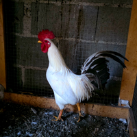 Coppia gallo gallina galline nane bianche