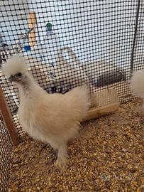 Tris di Moroseta (Galline)