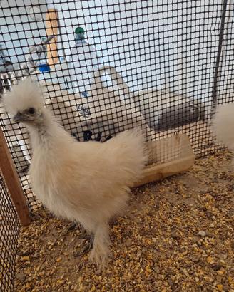 Tris di Moroseta (Galline)