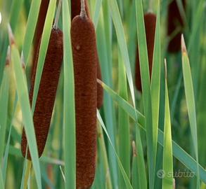 Typha Latifolia 