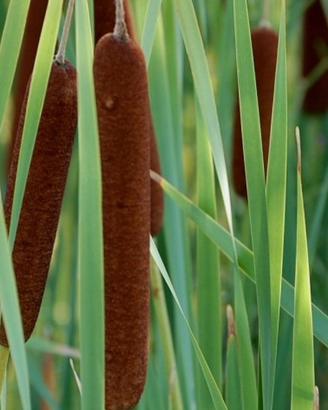 Typha Latifolia 
