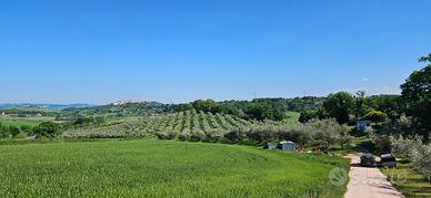 Uliveto con circa 600 piante da frutto