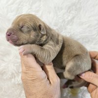 American Pitbull Terrier merle