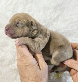 American Pitbull Terrier merle