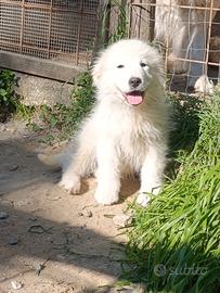 Pastore Abruzzese Maremmano