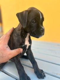 Cuccioli di razza BOXER