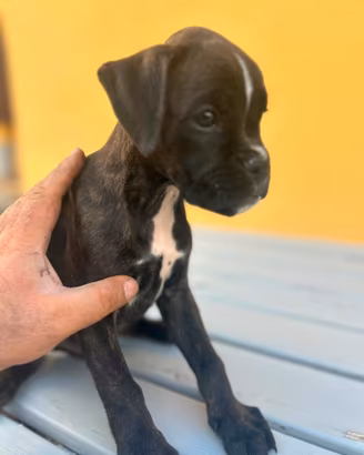 Cuccioli di razza BOXER